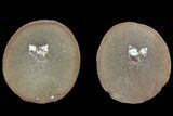 Fossil Snail (Strobeus) - Illinois #120884-1